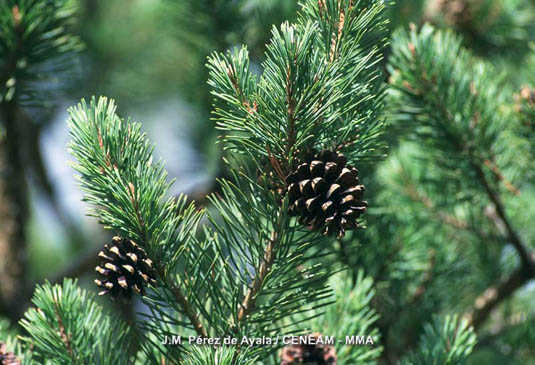 Los pinos silvestres (Pinus sylvestris subsp, nevadensis), del parque nacional, pertenecen a una raza autóctona, la subespecie nevadensis, que vive únicamente en Sierra Nevada y en la Sierra de Baza.