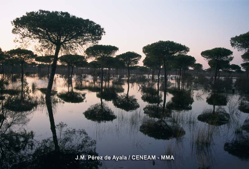 Los pinares de pino piñonero (Pinus pinea), representan la formación boscosa más extensa de Doñana.