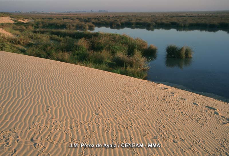 Las dunas móviles son arrastradas por el viento, hasta que en ocasiones llegan a la marisma donde se detienen.