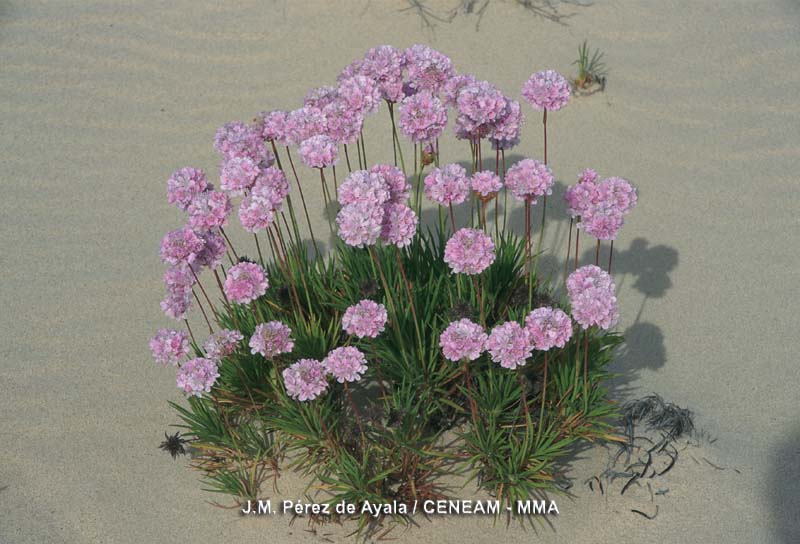 En las Islas Cíes, se encuentran las únicas poblaciones gallegas, e incluso del norte de España, de la Herba de namorar das dunas (Armeria punges).