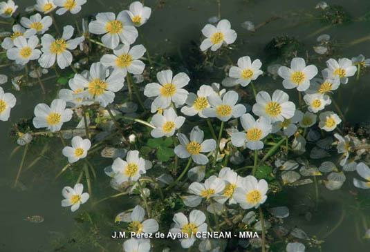 La manzanilla de agua (Ranunculus peltatus), forma alfombras flotantes en las caños y en los arroyos del parque.