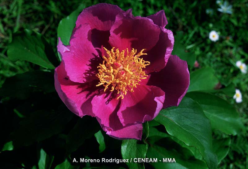 Todas las primaveras las peonias (Paeonia broteroi) florecen en las partes mas sombrías del bosque.