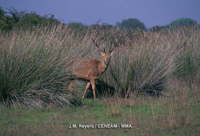 Las poblaciones de ciervo (Cervus elaphus) de Doñana se caracterizan por tener un tamaño corporal menor que las del resto de España.