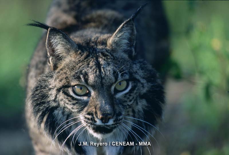 El lince (Lynx pardinus) el felino más amenazado del mundo, es una especie exclusiva de la península ibérica y es, sin duda, el emblema de la fauna de Doñana 