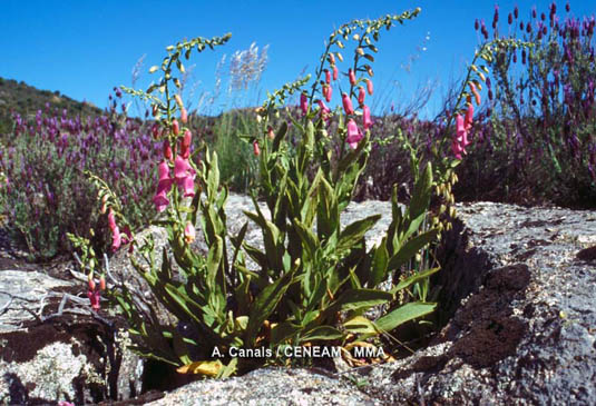 La dedalera (Digitalis thapsi), es una planta exclusiva de la Península Ibérica. Vive en zonas pedregosas soleadas.