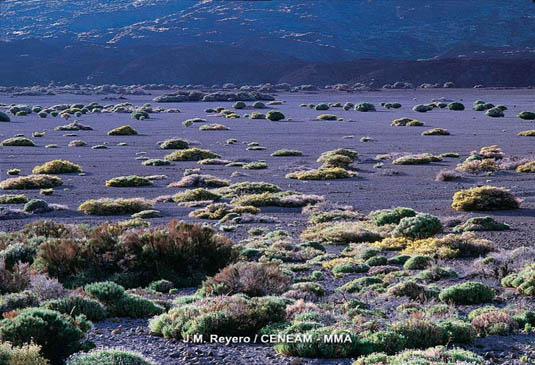Los LLanos de Ucanca, son una planicie dentro de las Cañadas del Teide que esta formada por materiales arrastrados por el agua. Posee una vegetación arbustiva compuesta fundamentalmente por codesos del pico y retamas del teide 