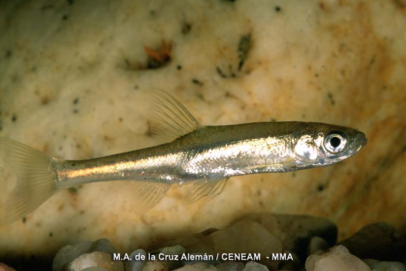 El jarabugo (Anaecypris hispanica), es un pez endémico de la cuenca del Guadiana. En el río Estena se encuentra la mejor población de España de esta especie.