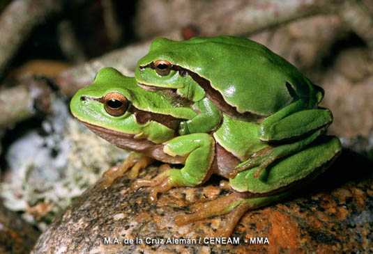 La ranita de San antonio (Hyla arborea), es un anfibio de hábitos nocturnos, que puede trepar por los tallos de las plantas gracias a los discos adhesivos que tiene en sus dedos.