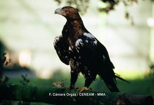 En la Sierra de Guadarrama, se hallan las poblaciones de águila imperial (Aquila adalberti) más septentrionales de todas las de la Península Ibérica. 