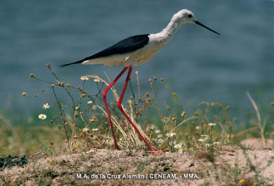 La cigüeñuela (Himantopus himantopus), es un ave abundante en las tablas. Cría formando amplias colonias con bastante separación entre los nidos.