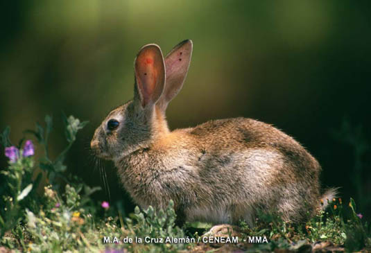 El conejo (Oryctolagus cuniculus) constituye la presa principal de muchos de los depredadroes de Monfragüe. 