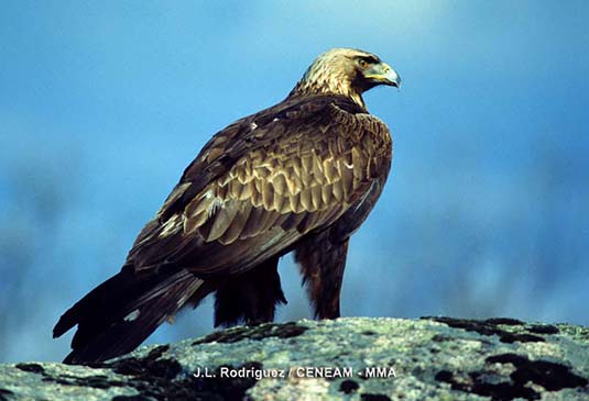 El águila real es el águila más grande de todas las españolas, pudiendo superar los dos metros de envergadura alar.
