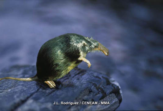 Desmán Ibérico (Galemys pyrenaicus), pequeño mamífero característico de los ríos y arroyos del Parque Nacional