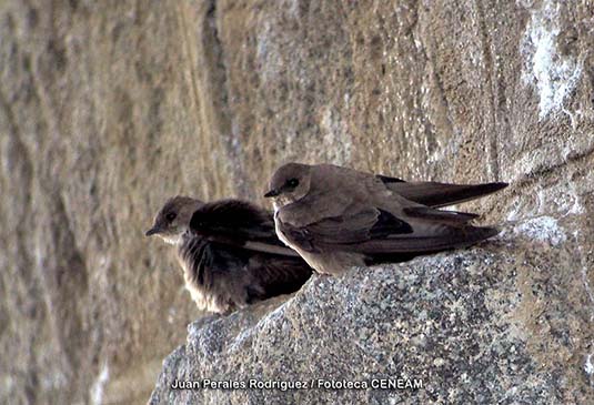 A pesar de su pequeño tamaño, el avión roquero es un ave muy planeadora y con frecuencia realiza acrobacias junto a las paredes rocosas que frecuenta. 