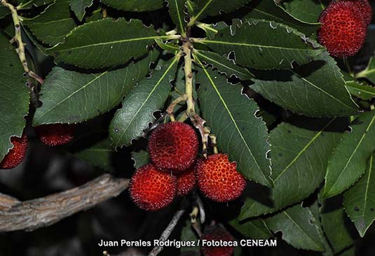 El fruto del madroño es una baya carnosa de hasta 3 cm de diámetro, de superficie granular y color rojo anaranjado que madura en otoño-invierno.