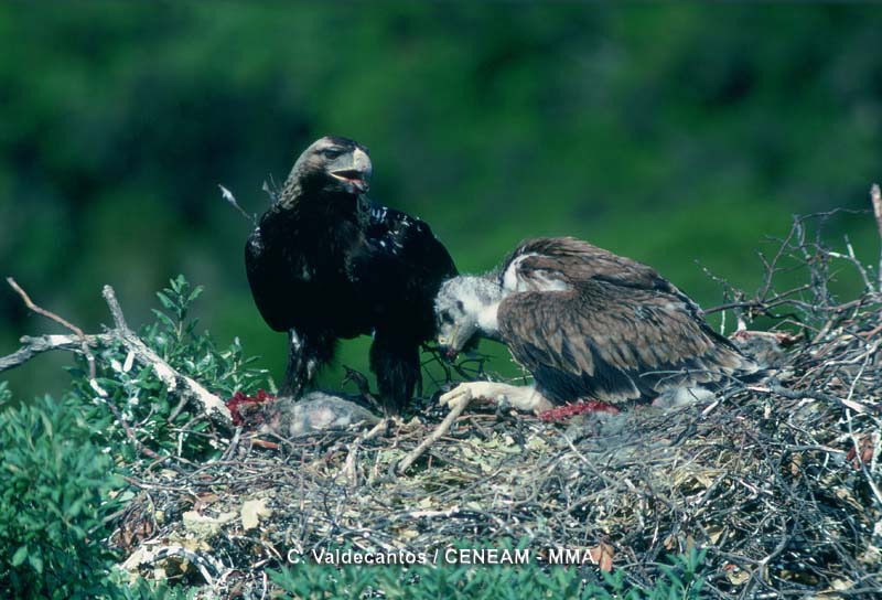 En cabañeros todavía se observa con cierta facilidad, a una de las especies más amenazadas de la fauna española, el águila imperial (Aquila adalberti).
