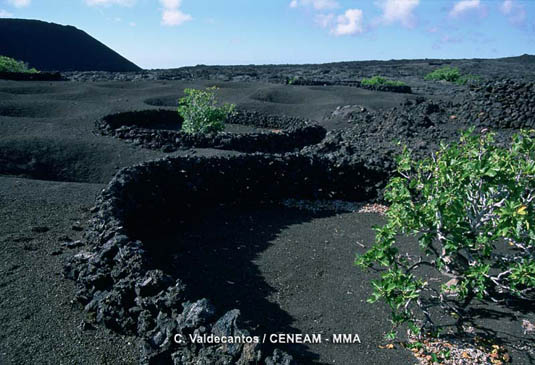El lapilli negro, expulsado por los volcanes tiene la maravillosa propiedad de retener la humedad y facilitar ciertos cultivos, como la vid o la higuera.