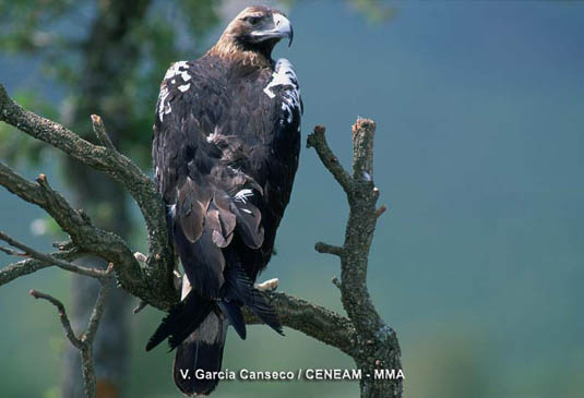 Aguila imperial ibérica (Aquila adalberti) es un especie  en peligro de extinción, que en los últimos años está aumentando sus efectivos en Mofragüe y en el resto de la Península Ibérica.