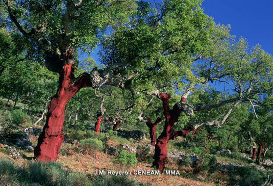 La saca del corcho está perfectamente regulada por el por el Plan de Ordenación de Recursos Naturales del Parque Nacional.