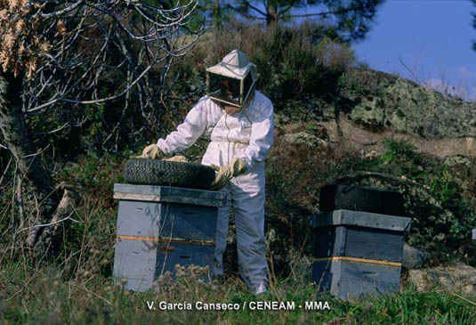 La apicultura,es una importante fuente de ingresos para los habitantes de los pueblos de la zona de influencia del Parque Nacional.