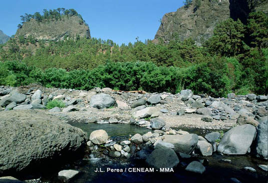 En algunos arroyos de la Caldera de Taburiente, es posible encontrar pequeños bosquetes de sauce canario (Salix canariensis).