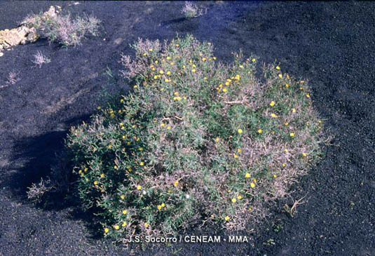 La aulaga majorera (Launaea arborescens) es un arbusto espinoso que esta muy bien adaptado a la sequedad ambiental, por eso vive en la zonas más áridas de Timanfaya.