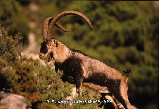 El Parque Nacional cuenta con una imporatnte población de cabras montesas (Capra pyrenaica), que vive sobre todo en los roquedos y praderas de alta montaña.
