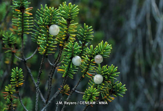 La camarina (Corema album) solo crece dentro del Parque Nacional  en las Islas Cíes, sobre suelos arenosos. 