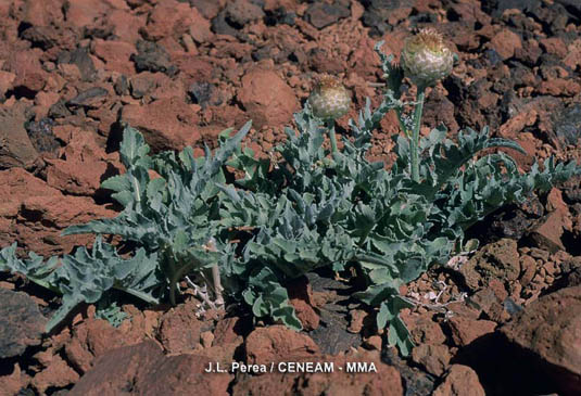 El cardo de plata (Stemmacantha cynaroides) es una planta escasa y endémica de la Isla de Tenerife. Se la suele encontrar en fondo de las Cañadas del Teide.