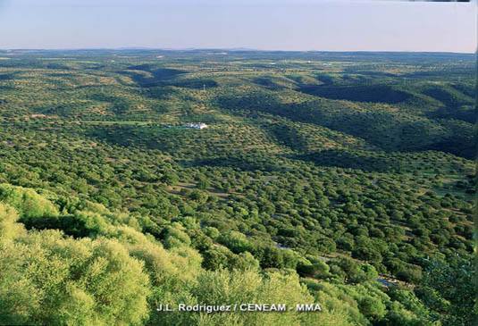 Las dehesas son el paisaje dominante del entorno del Parque Nacional. Este ecosistema juega un papel fundamental en la conservación de este espacio natural.