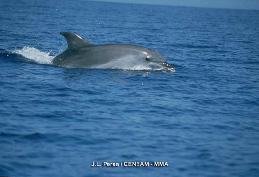 Delfín mular (Tursipos truncatus). En la aguas del Parque es frecuente observar al delfín mular. A veces sigue a las embarcaciones.