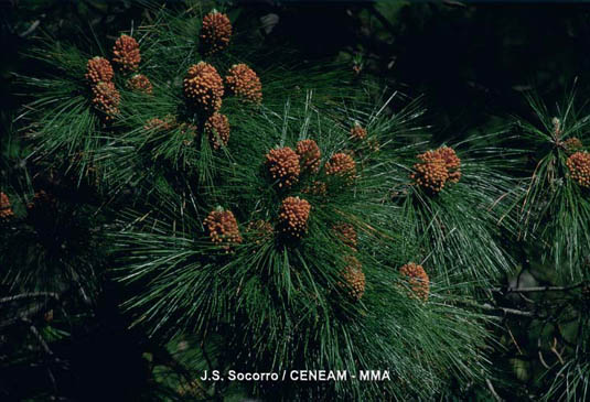 El pino canario (Pinus canariensis) es el único pino español con capacidad para rebrotar despues de los incendios forestales. Esto se considera una adaptación al fuego y la lava de los volcanes.
