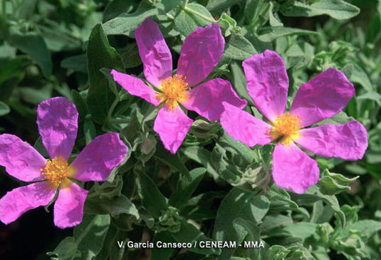 La estepa blanca (Cistus albidus) de bellas flores rosadas, debe su nombre común al color blanquecino de sus hojas y ramas.