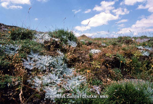 La estrella de las nieves (Plantago nivalis) vive por encima de los 2.500 metros.  Tiene las hojas cubiertas cubiertas de numerosos pelos de color blanquecino, que le ayudan a soportar mejor los rigores del clima.