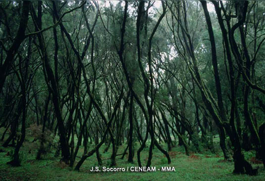 Los lugares donde la actuación humana ha sido intensa y la sequedad ambiental es alta, están cubiertos por una mezcla de  fayas (Myrica faya) y brezos (Erica arborea),  conocida como  fayal -brezal.