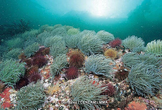 Erizos de mar comunes (Paracentrotus lividus) y anemonas verdes (Anemona viridis), cubren las rocas de la zona intermareal.