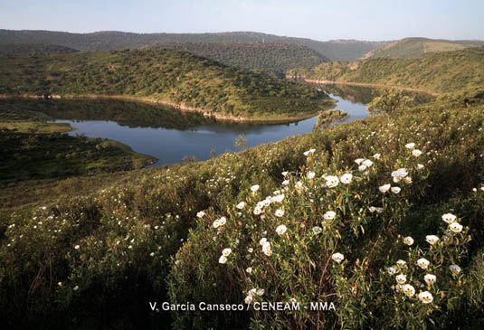 Las laderas más secas donde ha desaparecido la vegetación arbórea, aparecen cubiertas sobre todo, de jaras pringosas (Cistus ladanifer).