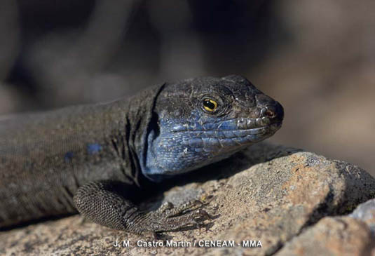 En época de celo se puede ver al lagarto tizón (Gallotia galloti) sobre las rocas mostrando erguido su garganta azulada.