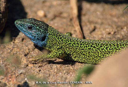 El lagarto verdinegro (Lacerta schreiberi), es un reptil que vive en las zonas montañosas del centro y noroeste peninsular. En época de celo, la cabeza de los machos adquiere un llamativo color azul.