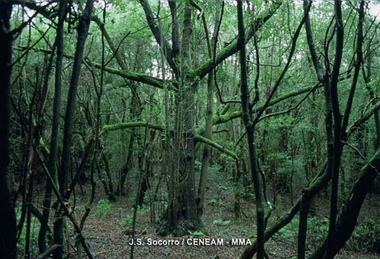 La laurisilva es una formación vegetal de arboles de hojas siempre verdes, que crece en lugares con una elevada humedad y una temperatura suave.