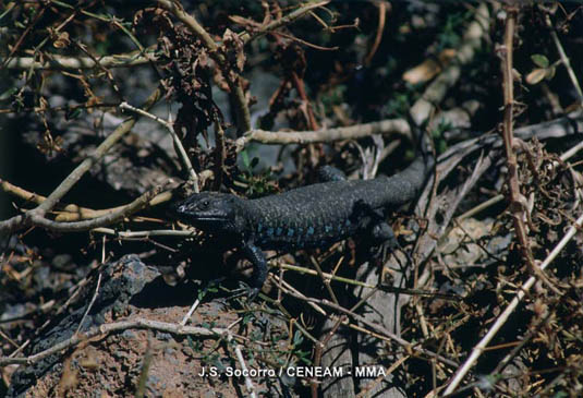 El lagarto de Haria (Gallotia atlantica) es el vertebrado más abundante en Timanfaya. Vive en las islas e islotes  orientales del archipiélago, sobre todo en Lanzarote  y Fuerteventura.