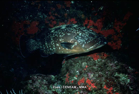 Mero (Epinephelus marginatus). Pez solitario que vive en fondos marinos con numerosos agujeros donde cobijarse. Se alimenta de otros peces, crustáceos y pulpos.