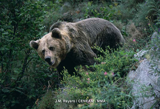 El osos pardo (Ursus arctos) puede avistarse excepcionalmente en algunos lugares del parque. Es un animal en peligro de extinción.