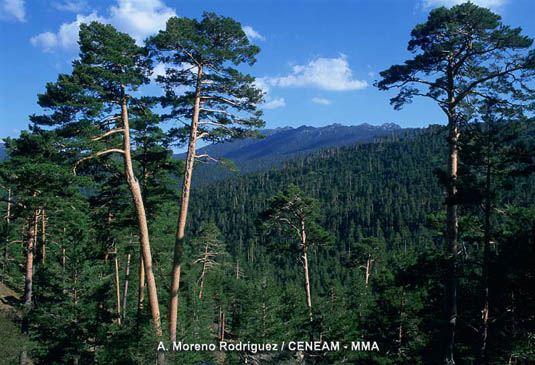 Los bosques de pino silvestre o pino albar (Pinus sylvestris) constituyen la formación arbórea más emblemática de la Sierra de Guadarrama. Los pinares segovianos de los Montes de Valsain, son los mejor conservados.