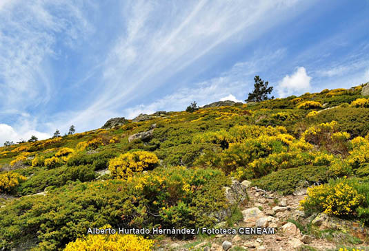 Los piornales crecen por encima de los pinares, a partir de los 1.800 m. aproximadamenete. Son matorrales densos en los que domina el piorno serrano (Cytisus oromediterraneus). Florecen durante el mes de junio.