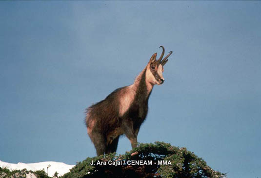 El rebeco (Rupicapra rupicapra)es el mamifero más característico de los Picos de Europa, vive en alta montaña, en roquedos y praderas, descendiendo a zonas boscosas durante el invierno.