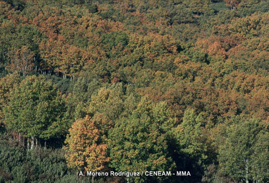 Los bosques de roble melojo (Quercus pyrenaica), se desarrollan entre los 1.000 y 1.600 metros de altitud. Al llegar el otoño adquieren hermosos tonos ocres.