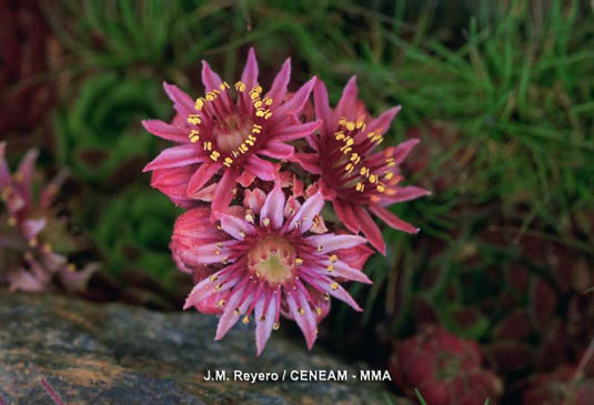 En este lugar se encuentra la mayor concentración de especies endémicas del continente europeo. Una de ellas es la siempreviva de Vicente Pau (Sempervivum vicentei subsp. lainzii)