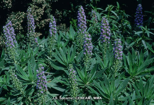 El taginaste (Echium acanthocarpum) sólo vive en las Isla de la Gomera. Dentro del parque crece en lugares rocosos y húmedos, entre los 800 y los 1.000 metros