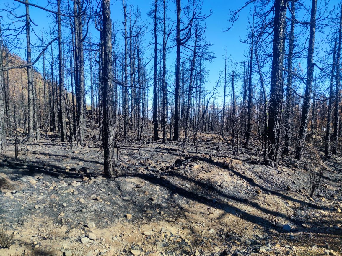 Área quemada de Pinar Canario en la zona del Portillo.